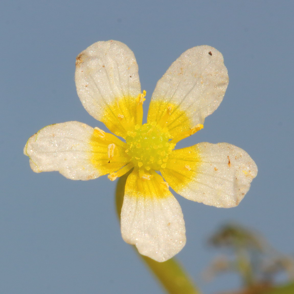 Изображение особи Ranunculus rionii.