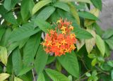 Ixora coccinea. Верхушка ветви с соцветием. Андаманские острова, остров Хейвлок, в культуре. 30.12.2014.