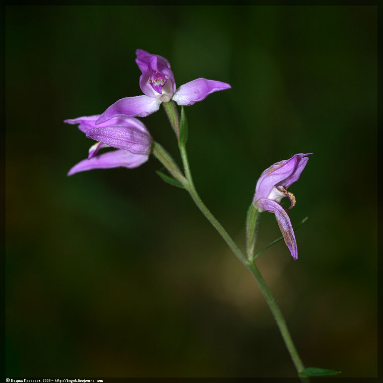 Image of Cephalanthera rubra specimen.