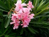 Nerium oleander. Соцветие и листья. Франция, Приморские Альпы, пригород Граса, парфюмерная фабрика Галимар (Galimard), в культуре. 22.07.2014.