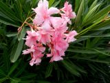 Nerium oleander