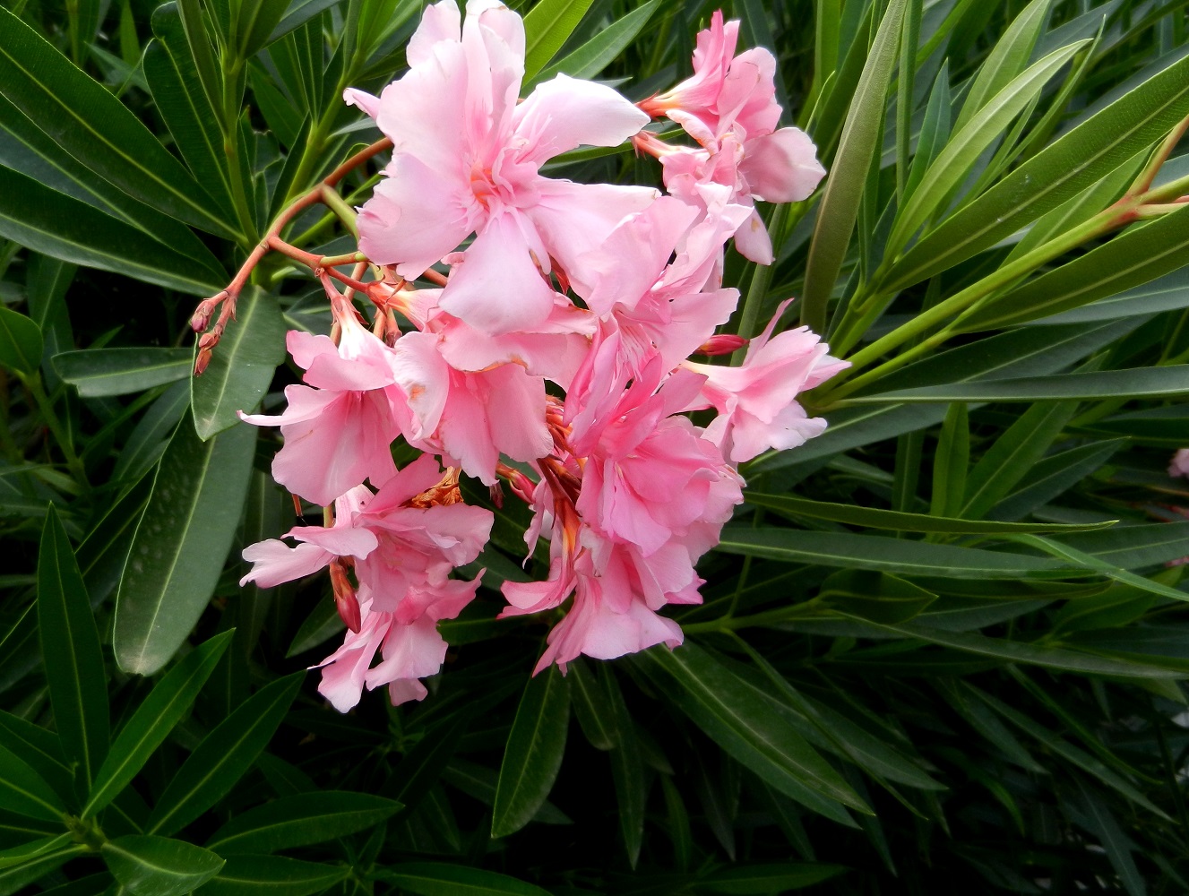 Image of Nerium oleander specimen.