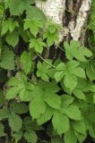 Humulus lupulus