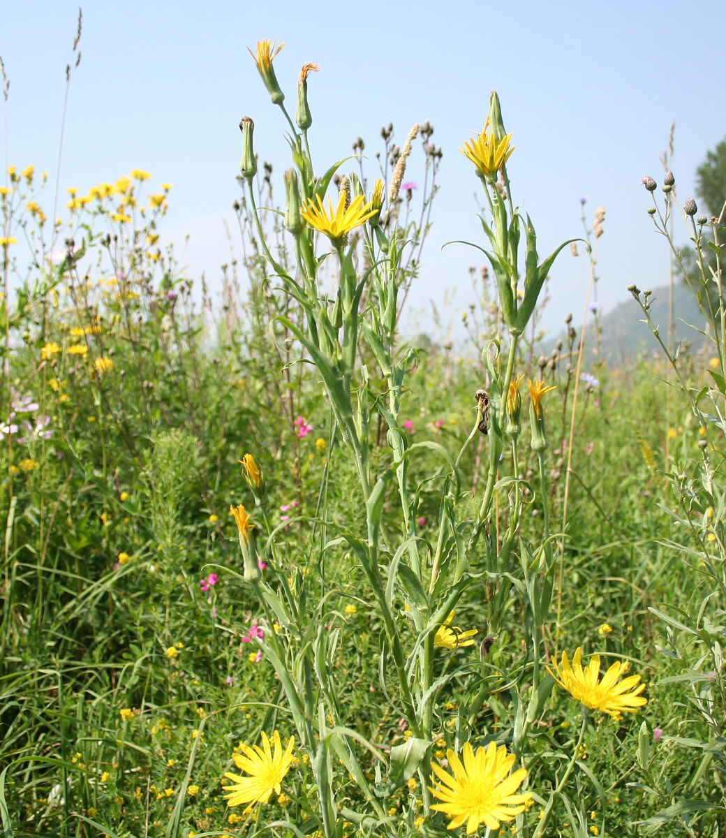 Изображение особи Tragopogon orientalis.