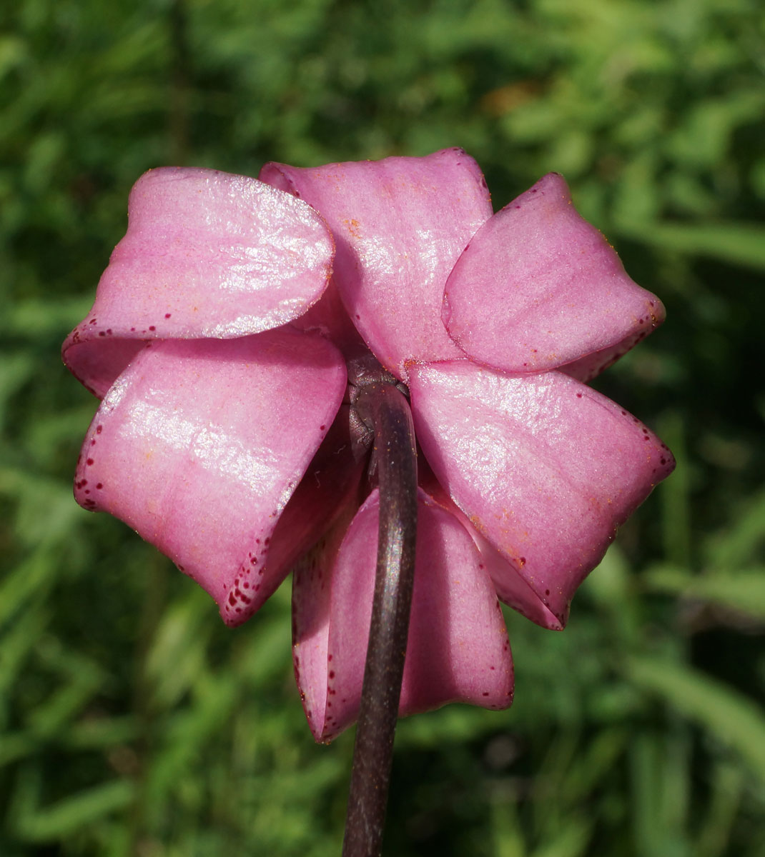 Image of Lilium pilosiusculum specimen.