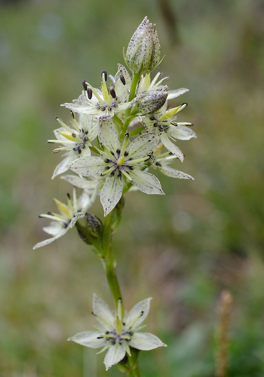 Image of Swertia banzragczii specimen.