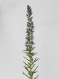 Echium vulgare. Верхушка цветущего растения. Республика Молдова, пригород Кишинёва. 16 июня 2009 г.