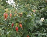 genus Rosa. Верхушки веточек с созревающими плодами (белоцветковая форма). Восточный Казахстан, г. Усть-Каменогорск, правый берег р. Иртыш. 09.08.2014.