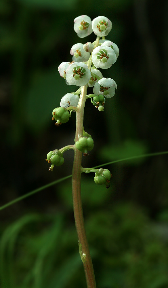 Изображение особи Pyrola minor.