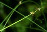 Carex loliacea