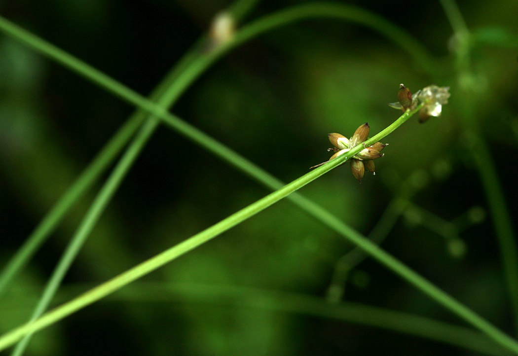 Изображение особи Carex loliacea.