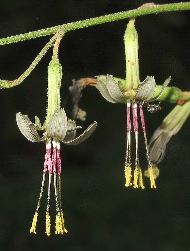 Image of Prenanthes tatarinowii specimen.