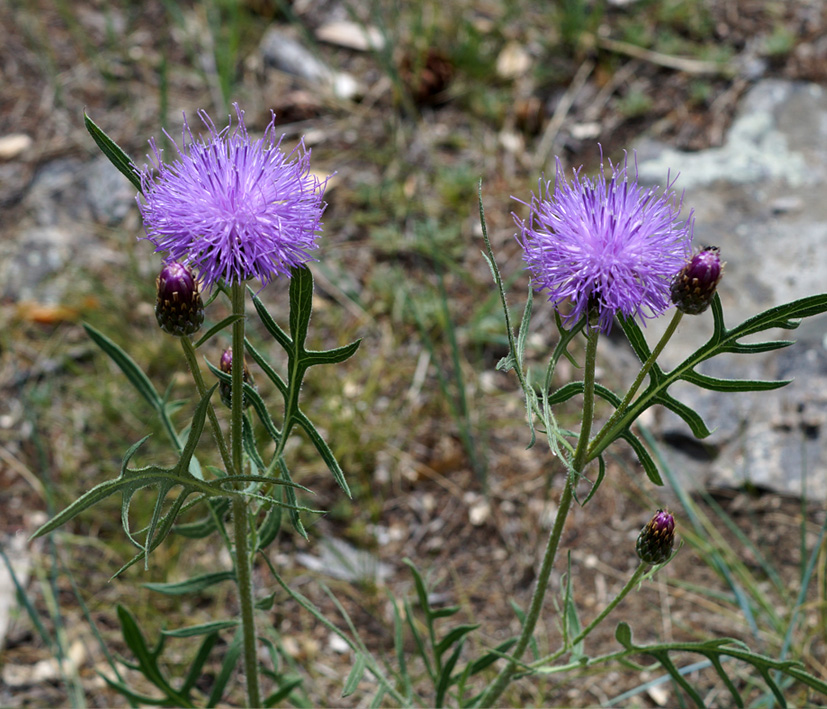 Image of Klasea centauroides specimen.