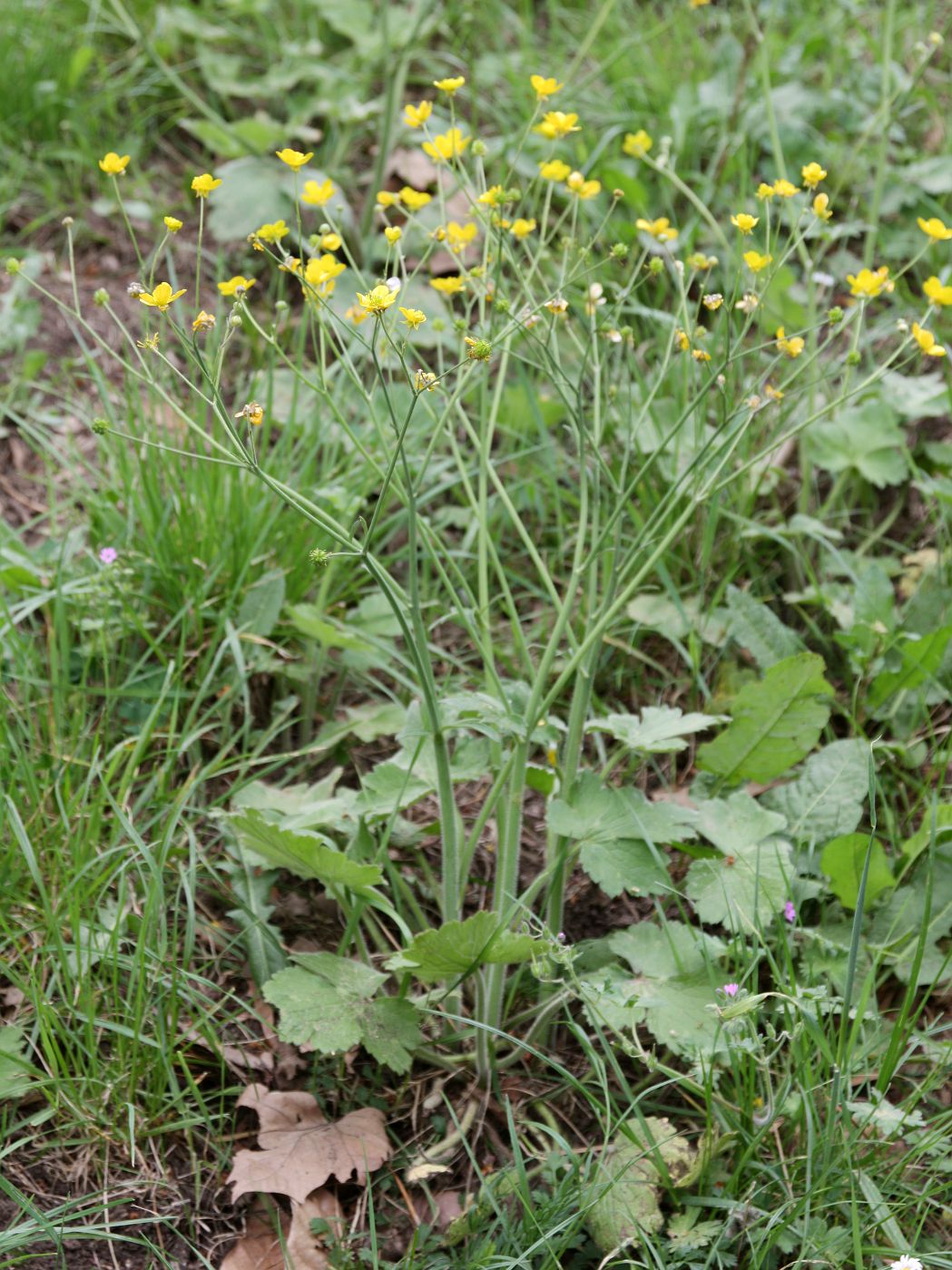 Изображение особи Ranunculus velutinus.