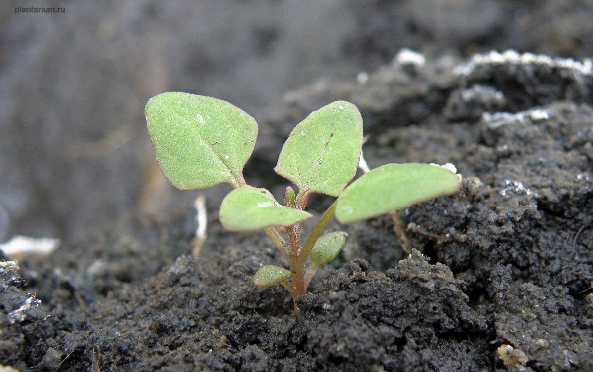 Изображение особи Oxybasis chenopodioides.