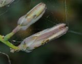 Launaea arborescens