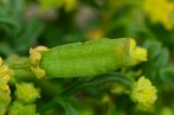 Reseda crystallina