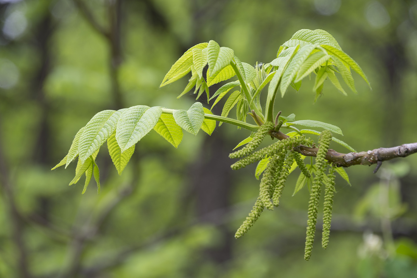 Image of Juglans mandshurica specimen.