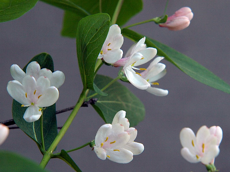 Image of Lonicera tatarica specimen.