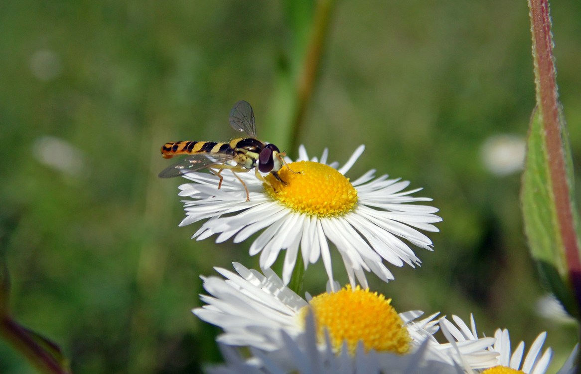 Image of Erigeron annuus specimen.