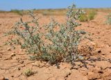 Salsola acutifolia