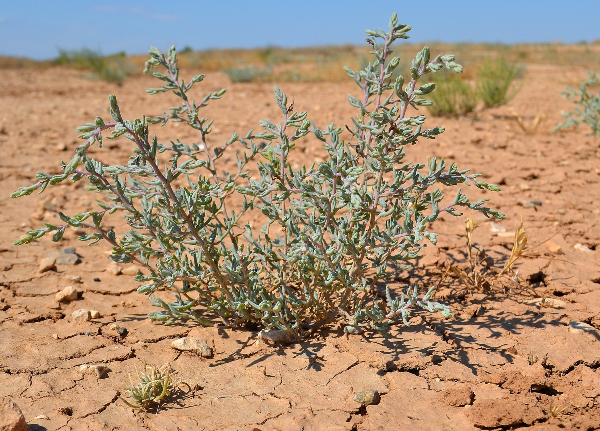 Изображение особи Salsola acutifolia.