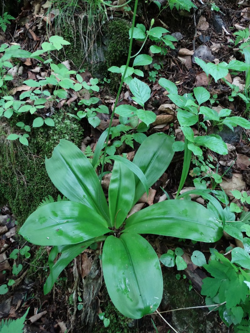 Image of Clintonia udensis specimen.