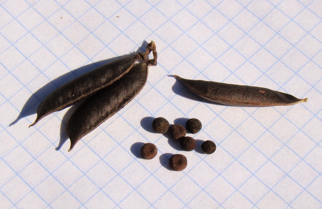 Image of Vicia ciliatula specimen.