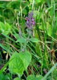 Stachys sylvatica. Верхушка цветущего растения. Московская обл., Сергиево-Посадский р-н, окр. дер. Тешилово, опушка смешанного леса. 25.06.2016.