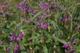 Phlomis pungens