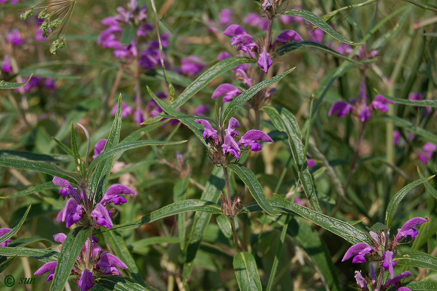 Image of Phlomis pungens specimen.