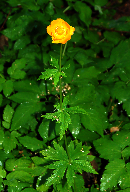 Изображение особи Trollius asiaticus.