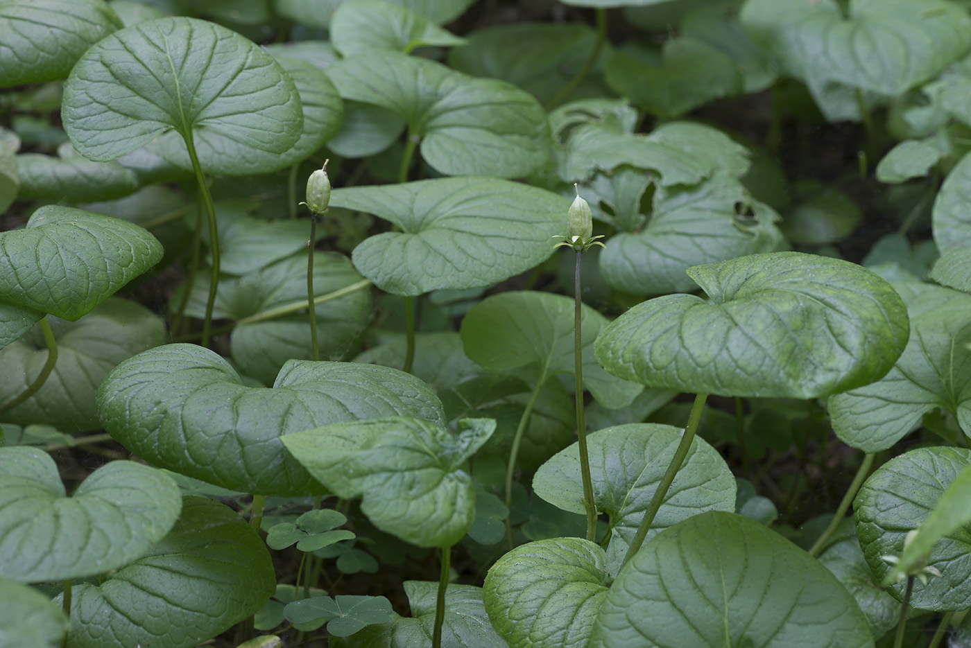 Изображение особи Viola epipsila.