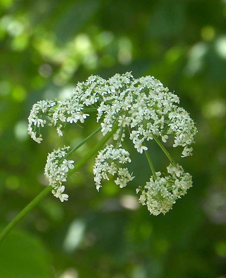 Изображение особи Aethusa cynapium.