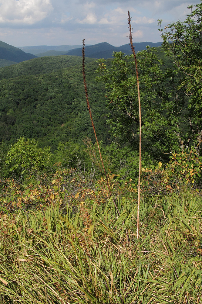 Image of genus Eremurus specimen.