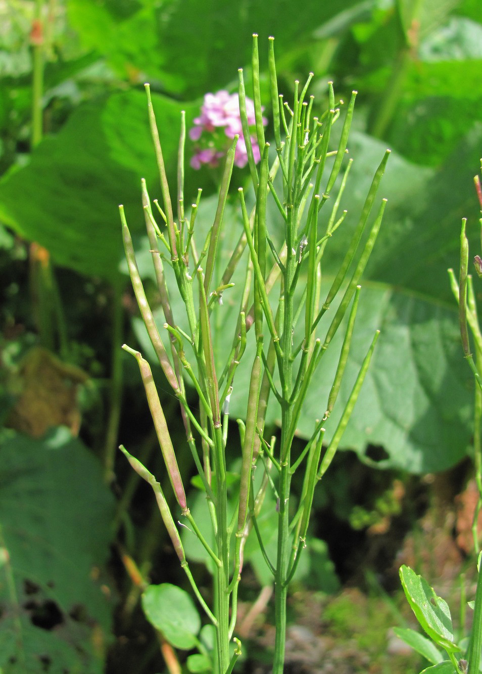 Image of Cardamine seidlitziana specimen.