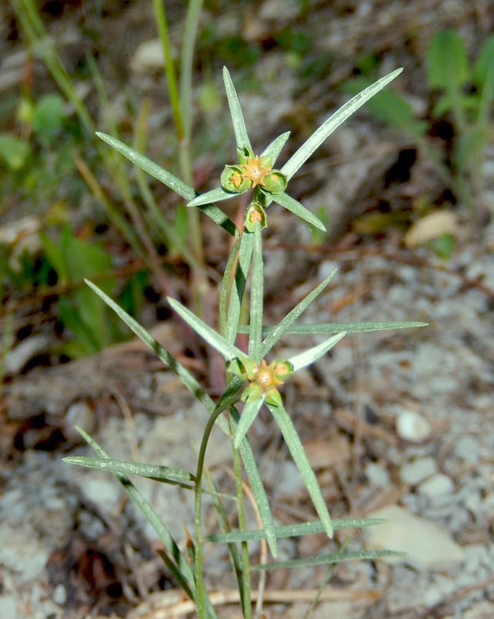 Изображение особи Euphorbia leptocaula.