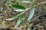 Salix olgae