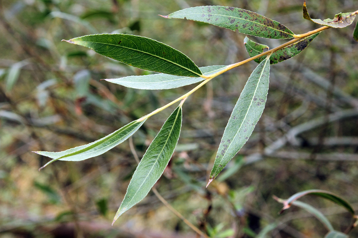 Image of Salix olgae specimen.