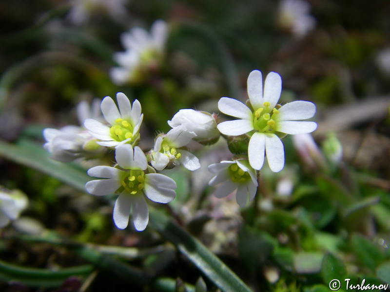 Изображение особи Erophila praecox.