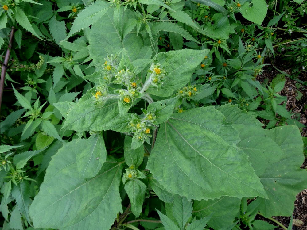 Image of Sigesbeckia orientalis specimen.