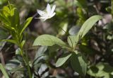 Trientalis europaea