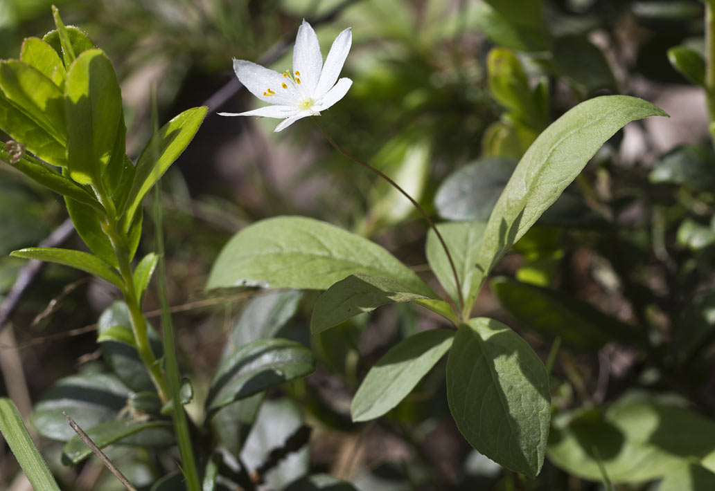 Image of Trientalis europaea specimen.