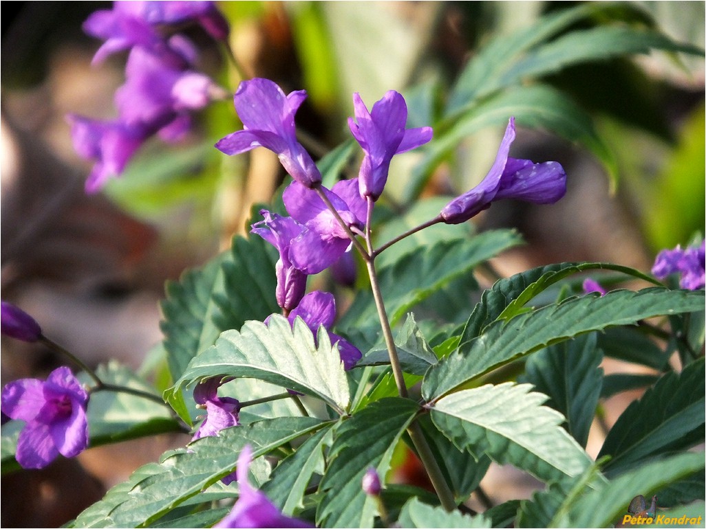 Image of Cardamine glanduligera specimen.