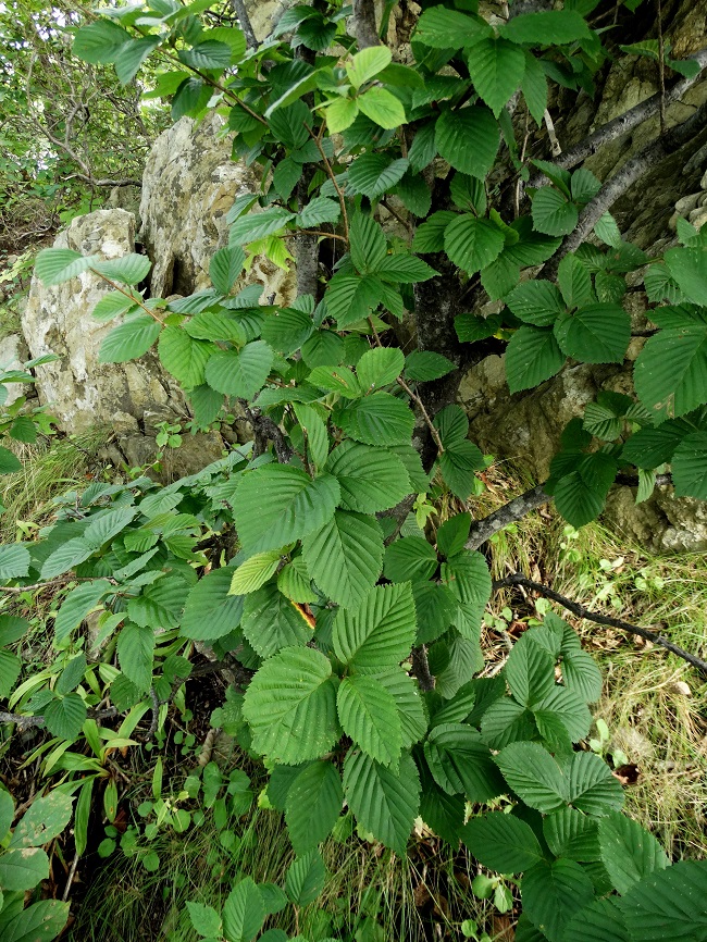 Image of Sorbus alnifolia specimen.