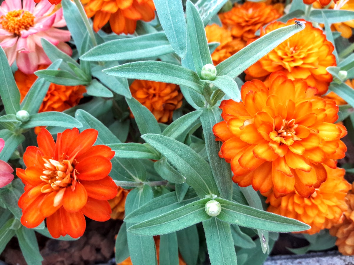 Изображение особи Zinnia angustifolia.