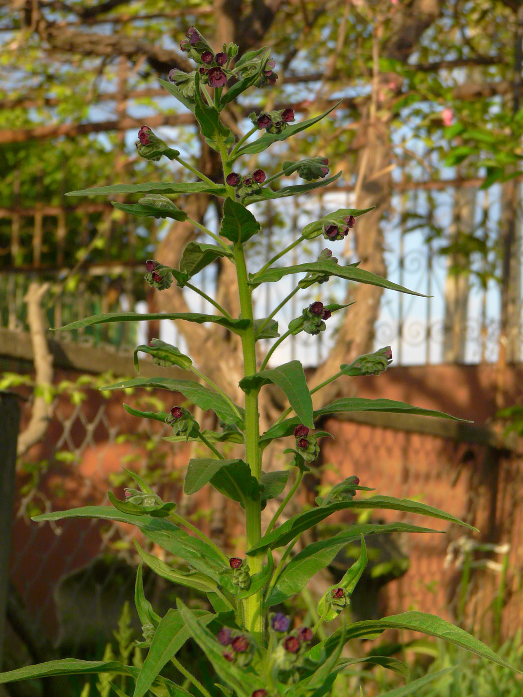Image of Cynoglossum officinale specimen.