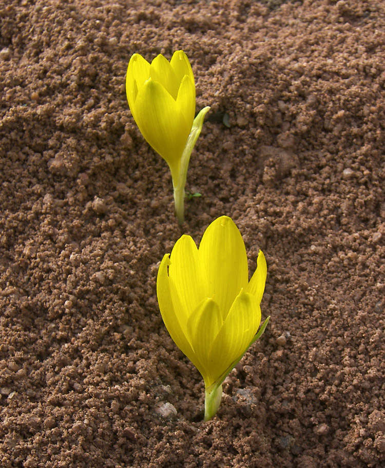 Image of Sternbergia clusiana specimen.