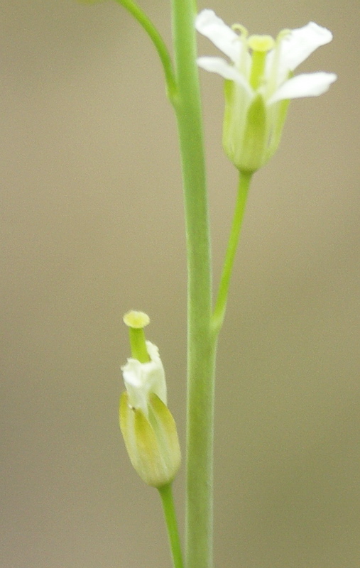 Image of Turritis glabra specimen.