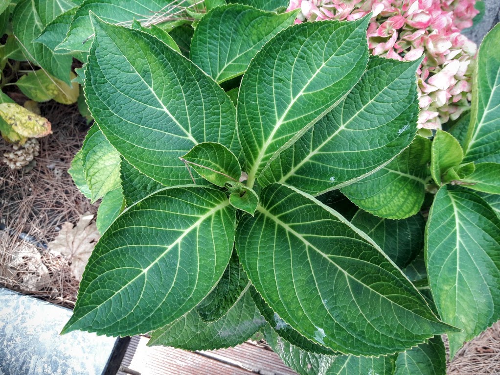 Image of Hydrangea macrophylla specimen.